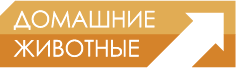 Domashnie Zhivotnye